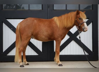 Welsh A (Mountain Pony) Mix, Gelding, 4 years, 11.2 hh, Sorrel