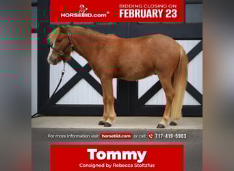 Welsh A (Mountain Pony) Mix, Gelding, 4 years, 11.2 hh, Sorrel