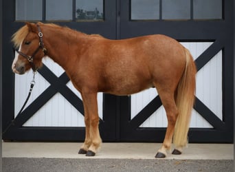 Welsh A (Mountain Pony) Mix, Gelding, 4 years, 11.2 hh, Sorrel