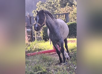 Welsh A (Mountain Pony), Gelding, 4 years, 11,1 hh, Grey-Dark-Tan
