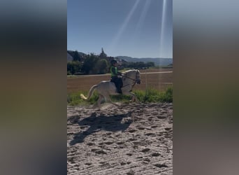 Welsh A (Mountain Pony), Gelding, 4 years, 11,1 hh, Grey
