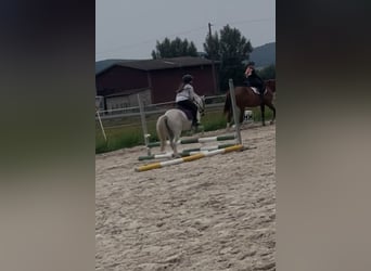 Welsh A (Mountain Pony), Gelding, 4 years, 11,1 hh, Grey