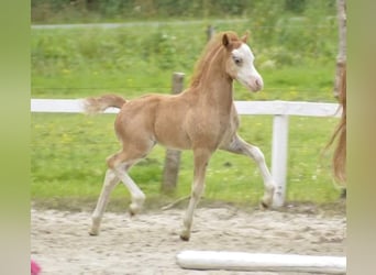 Welsh A (Mountain Pony), Gelding, 4 years, 11,2 hh, Chestnut-Red