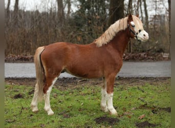 Welsh A (Mountain Pony), Gelding, 4 years, 11,2 hh, Chestnut-Red