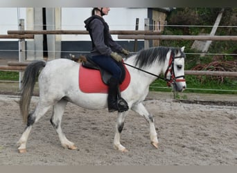 Welsh A (Mountain Pony), Gelding, 4 years, 11,2 hh, Grey-Dark-Tan