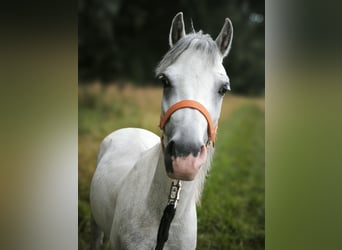 Welsh A (Mountain Pony), Gelding, 4 years, 11,2 hh, Grey