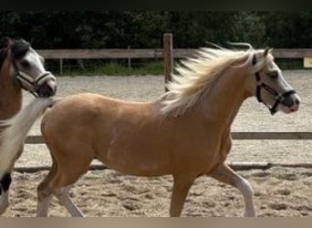 Welsh A (Mountain Pony), Gelding, 4 years, 11,2 hh, Palomino
