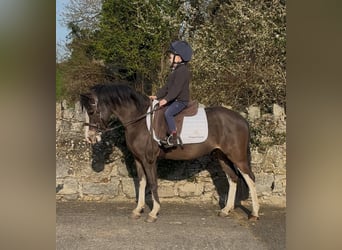 Welsh A (Mountain Pony), Gelding, 4 years, 11,3 hh, Bay