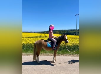 Welsh A (Mountain Pony), Gelding, 4 years, 12 hh, Brown-Light