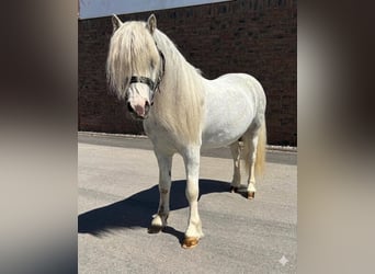 Welsh A (Mountain Pony), Gelding, 4 years, 12 hh, Grey