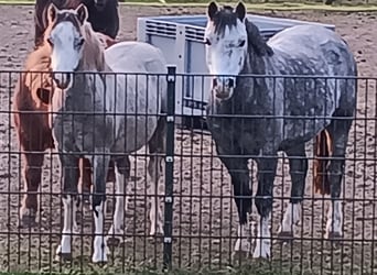 Welsh A (Mountain Pony), Gelding, 4 years, 12 hh, Grey-Dapple