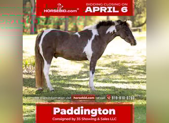 Welsh A (Mountain Pony) Mix, Gelding, 4 years, 13 hh, Pinto