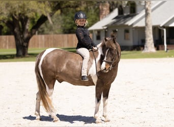 Welsh A (Mountain Pony) Mix, Gelding, 4 years, 13 hh, Pinto