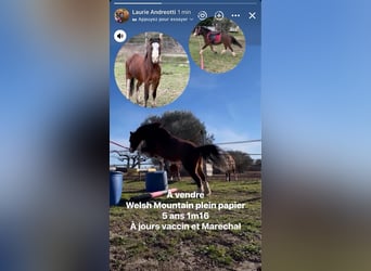 Welsh A (Mountain Pony), Gelding, 5 years, 11.1 hh