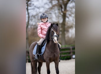 Welsh A (Mountain Pony), Gelding, 5 years, 11.1 hh, Smoky-Black