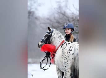 Welsh A (Mountain Pony), Gelding, 5 years, 11 hh, Leopard-Piebald