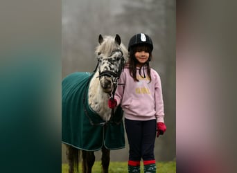 Welsh A (Mountain Pony), Gelding, 5 years, 11 hh, Leopard-Piebald