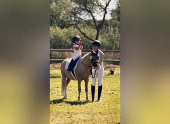 Welsh A (Mountain Pony), Gelding, 5 years, 11,1 hh, Palomino
