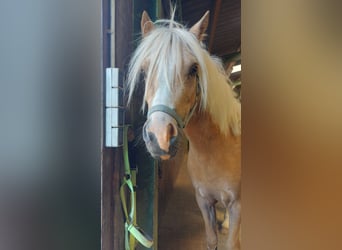 Welsh A (Mountain Pony), Gelding, 5 years, 11,1 hh, Palomino