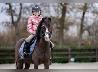 Welsh A (Mountain Pony), Gelding, 5 years, 11,1 hh, Smoky-Black