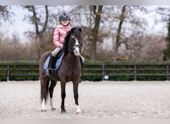Welsh A (Mountain Pony), Gelding, 5 years, 11,1 hh, Smoky-Black