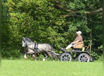 Welsh A (Mountain Pony), Gelding, 5 years, 11,2 hh, Grey