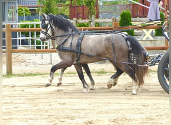 Welsh A (Mountain Pony), Gelding, 5 years, 11,2 hh, Grey