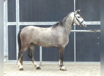 Welsh A (Mountain Pony), Gelding, 5 years, 11,2 hh, Grey