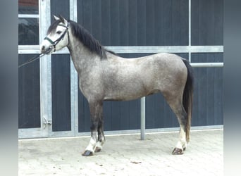 Welsh A (Mountain Pony), Gelding, 5 years, 11,2 hh, Grey