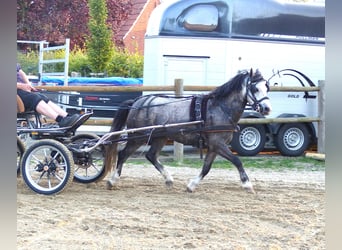Welsh A (Mountain Pony), Gelding, 5 years, 11,2 hh, Grey