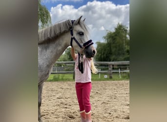 Welsh A (Mountain Pony), Gelding, 5 years, 11,2 hh, Grey