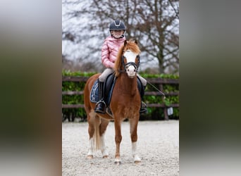 Welsh A (Mountain Pony), Gelding, 5 years, 11,2 hh, Sorrel