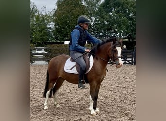 Welsh A (Mountain Pony), Gelding, 5 years, 11,3 hh, Bay