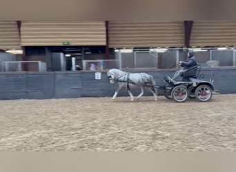 Welsh A (Mountain Pony), Gelding, 5 years, 11,3 hh, Grey