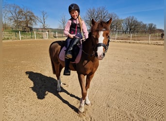 Welsh A (Mountain Pony), Gelding, 5 years, 12.1 hh, Chestnut
