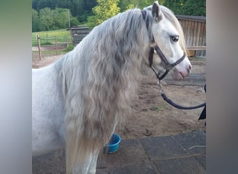 Welsh A (Mountain Pony), Gelding, 5 years, 12 hh, Grey