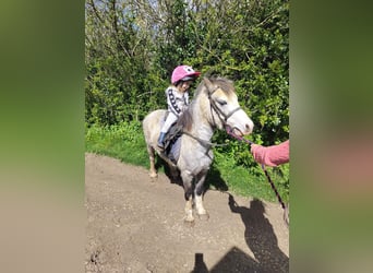 Welsh A (Mountain Pony), Gelding, 5 years, 12 hh, Roan-Red