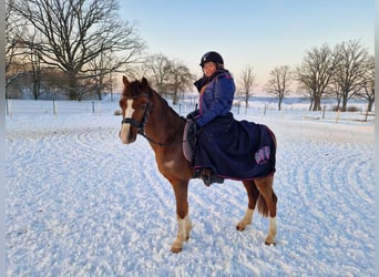 Welsh A (Mountain Pony), Gelding, 5 years, 12,1 hh, Chestnut