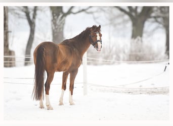 Welsh A (Mountain Pony), Gelding, 5 years, 12,1 hh, Chestnut