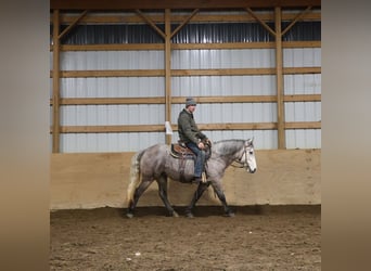 Welsh A (Mountain Pony) Mix, Gelding, 5 years, 14 hh
