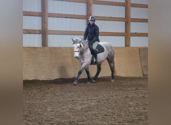 Welsh A (Mountain Pony) Mix, Gelding, 5 years, 14 hh