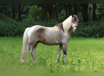 Welsh A (Mountain Pony), Gelding, 5 years, Pinto