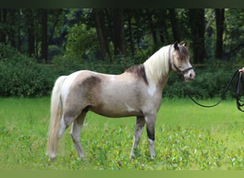 Welsh A (Mountain Pony), Gelding, 5 years, Pinto