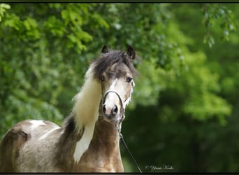 Welsh A (Mountain Pony), Gelding, 5 years, Pinto