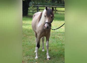 Welsh A (Mountain Pony), Gelding, 5 years, Pinto