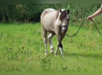 Welsh A (Mountain Pony), Gelding, 5 years, Pinto