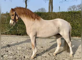 Welsh A (Mountain Pony), Gelding, 6 years, 11.1 hh, Roan-Red
