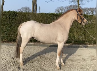 Welsh A (Mountain Pony), Gelding, 6 years, 11.1 hh, Roan-Red