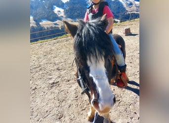 Welsh A (Mountain Pony), Gelding, 6 years, 11.2 hh, Black
