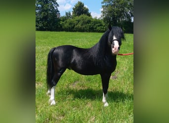 Welsh A (Mountain Pony), Gelding, 6 years, 11.2 hh, Black